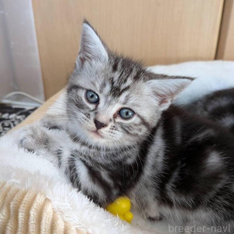 販売中の神奈川県のアメリカンショートヘア-132561