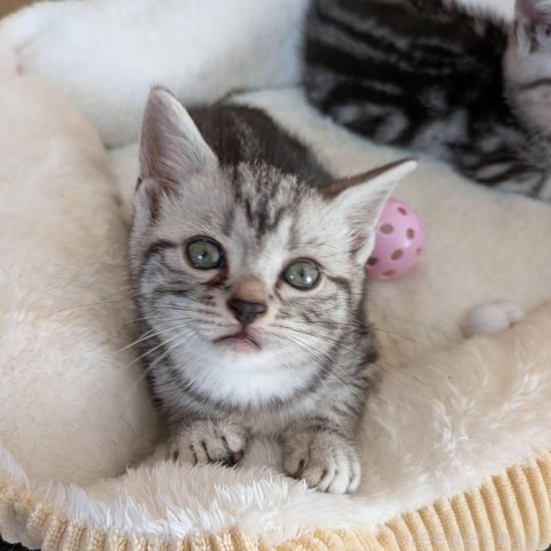 販売中の神奈川県のアメリカンショートヘア-132561の2枚目