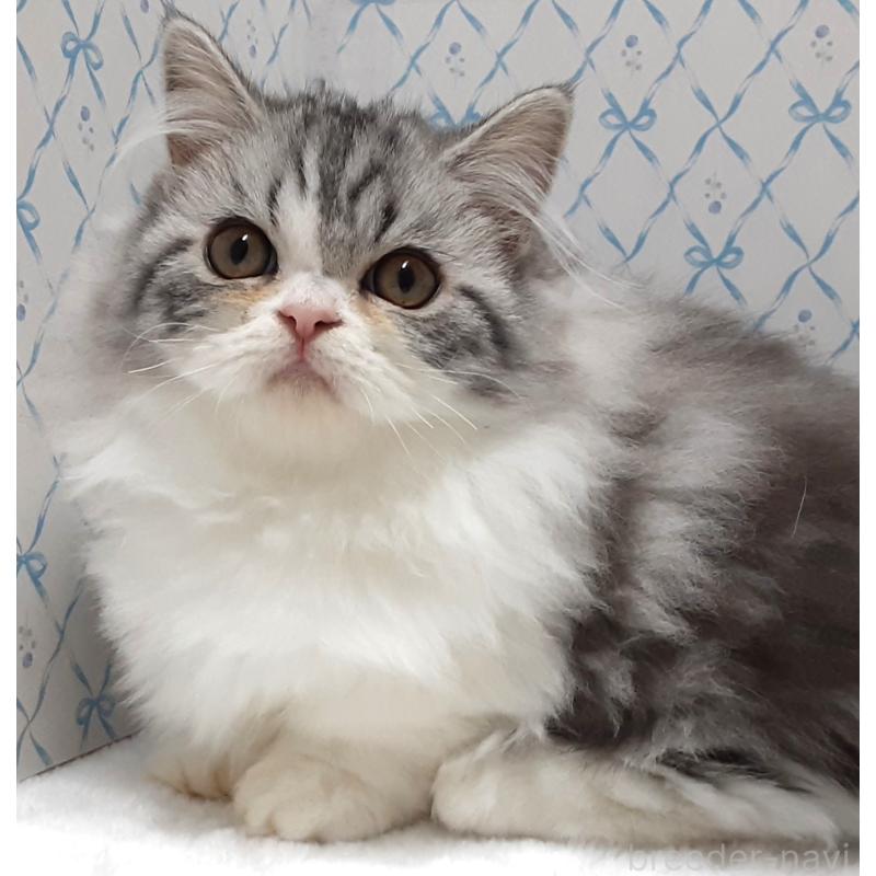 販売中の岐阜県のミヌエット(短足)-128217の2枚目