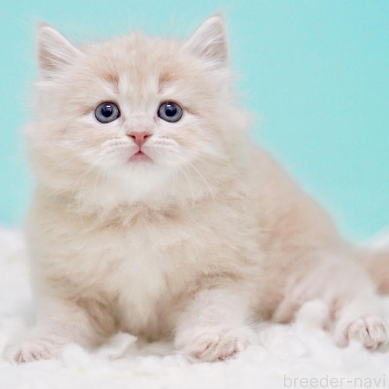 販売中の東京都のサイベリアン-130871