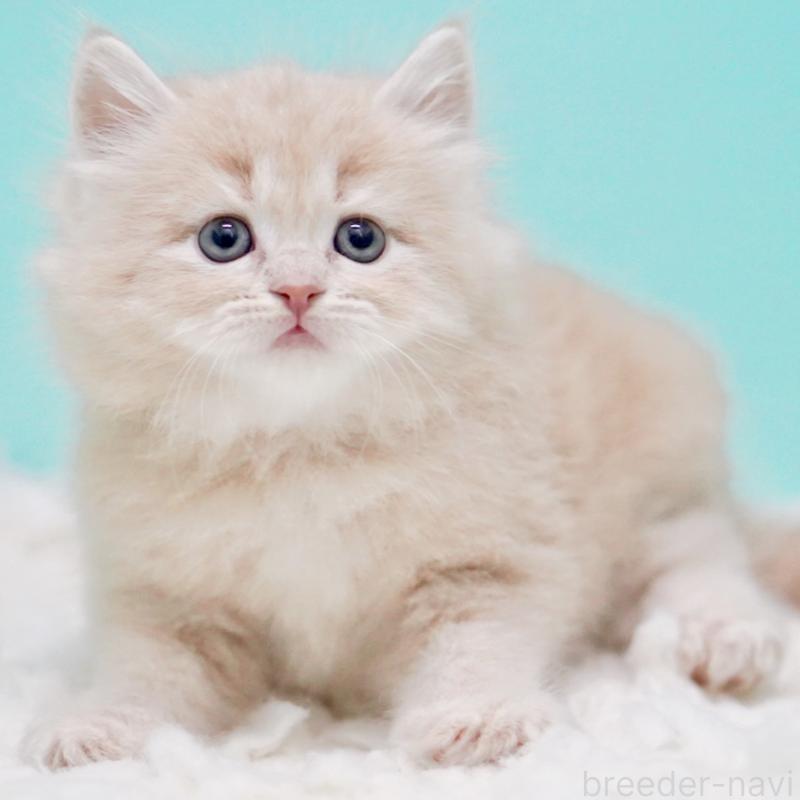 商談中の東京都のサイベリアン-130871の15枚目