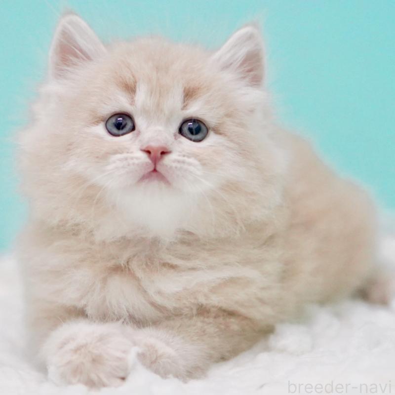 商談中の東京都のサイベリアン-130871の13枚目