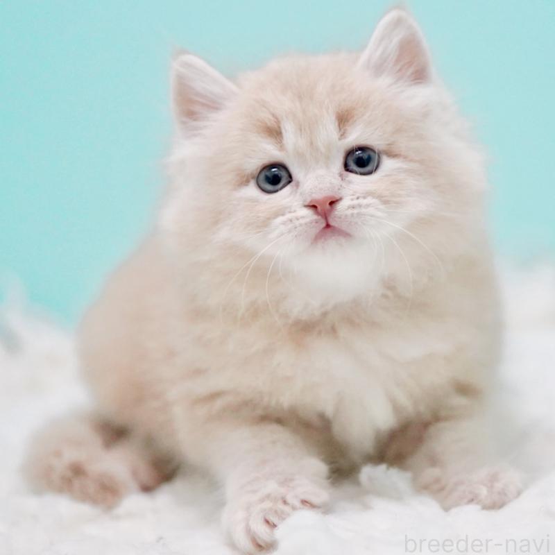 商談中の東京都のサイベリアン-130871の11枚目