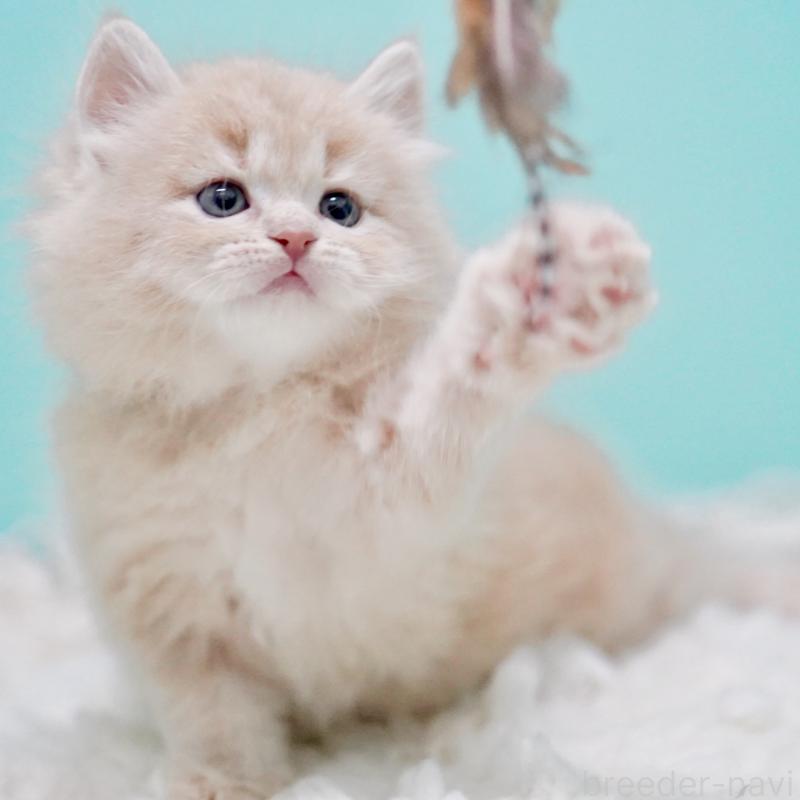 商談中の東京都のサイベリアン-130871の8枚目