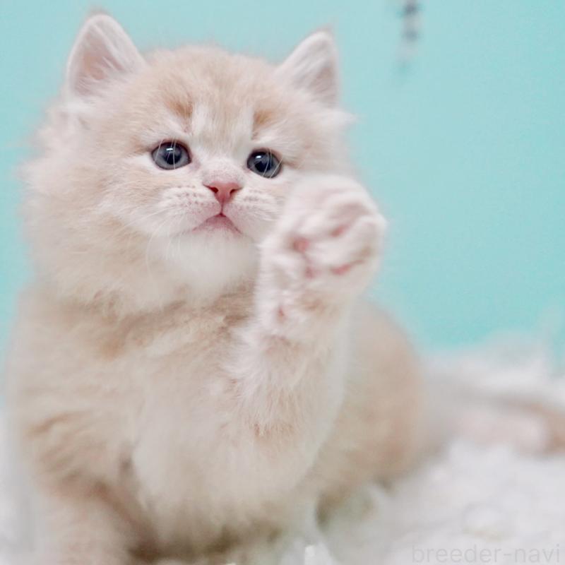 商談中の東京都のサイベリアン-130871の7枚目