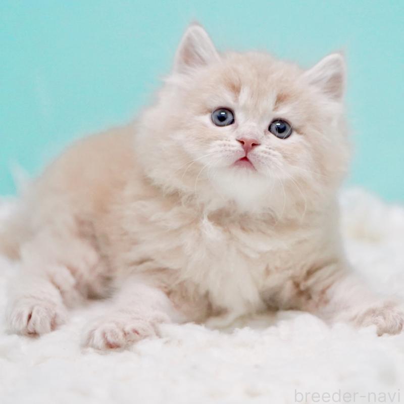 商談中の東京都のサイベリアン-130871の4枚目