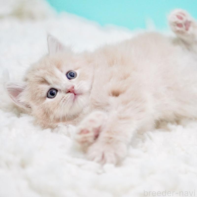 商談中の東京都のサイベリアン-130871の3枚目