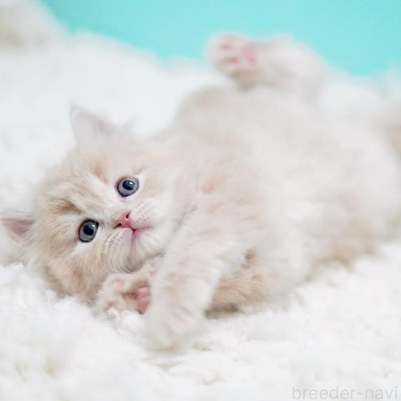 商談中の東京都のサイベリアン-130871の2枚目