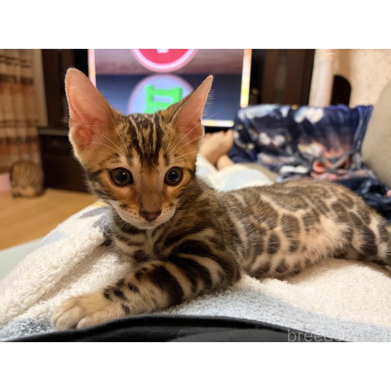 販売中の宮城県のベンガル-132565の6枚目