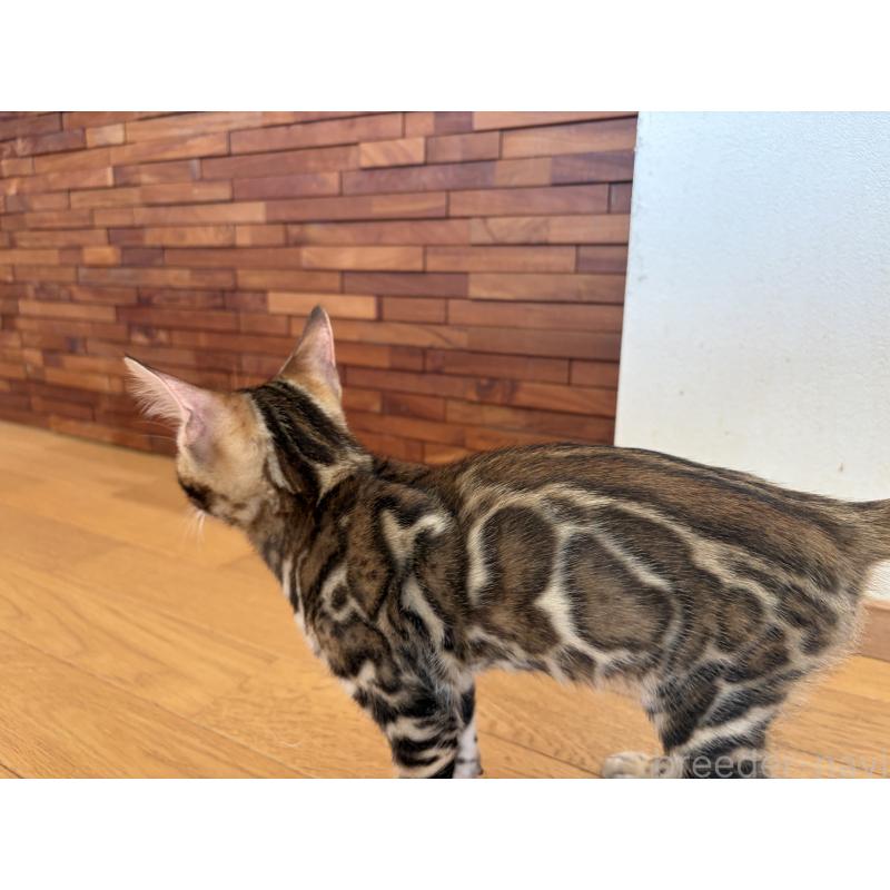 販売中の宮城県のベンガル-132565の5枚目