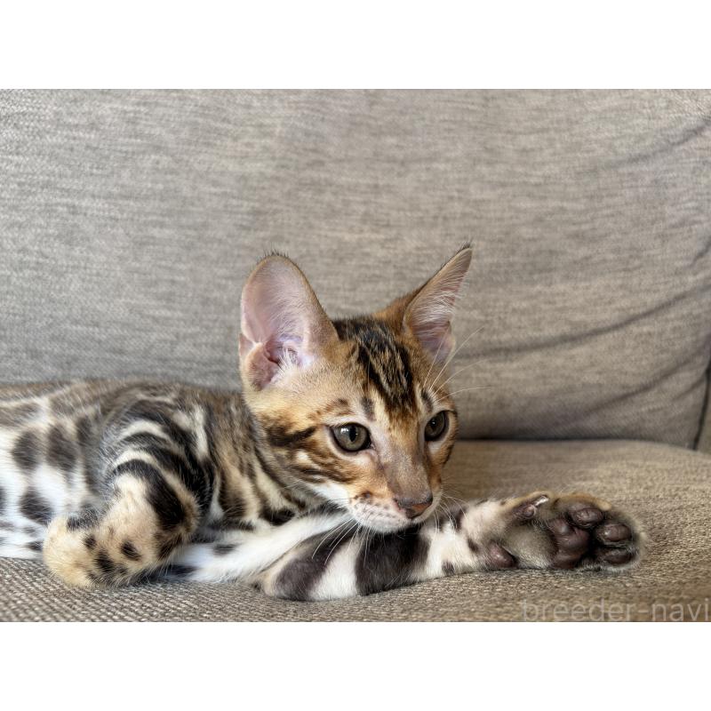 販売中の宮城県のベンガル-132565の4枚目