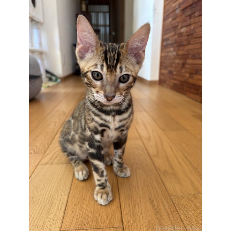 販売中の宮城県のベンガル-132565の3枚目