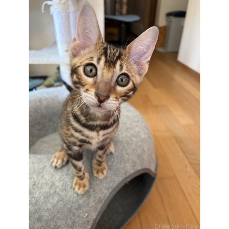 販売中の宮城県のベンガル-132565の2枚目