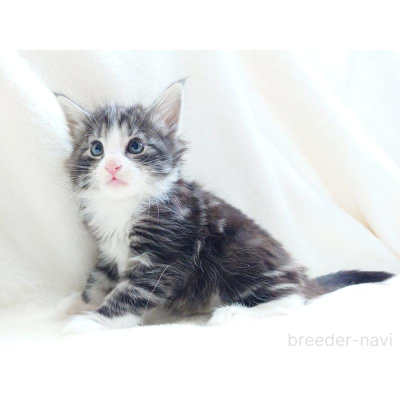 商談中の東京都のノルウェージャンフォレストキャット-130924の11枚目