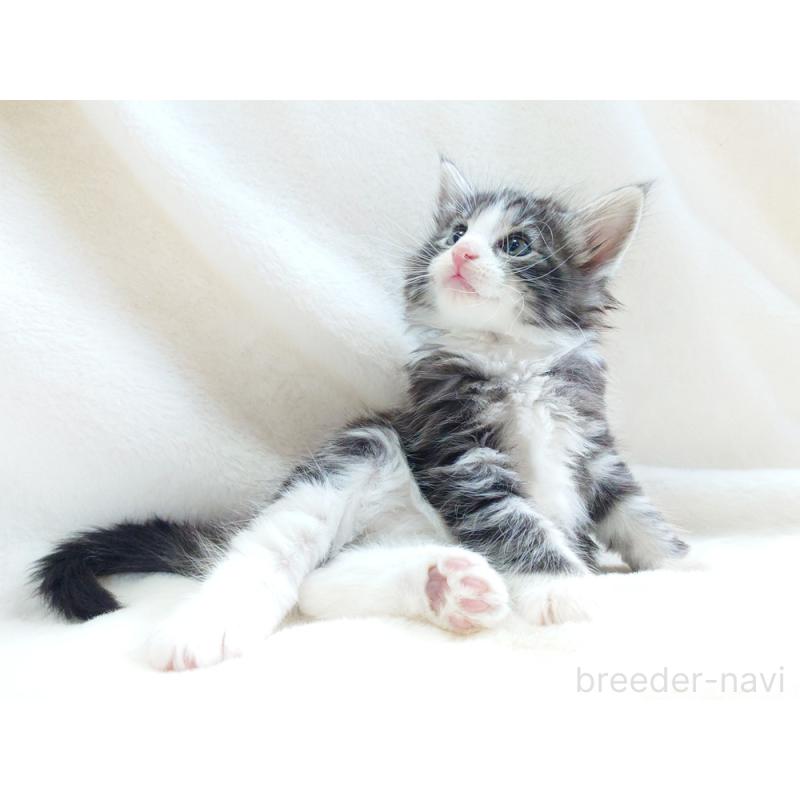 商談中の東京都のノルウェージャンフォレストキャット-130924の10枚目