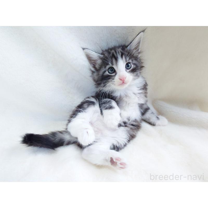 商談中の東京都のノルウェージャンフォレストキャット-130924の9枚目