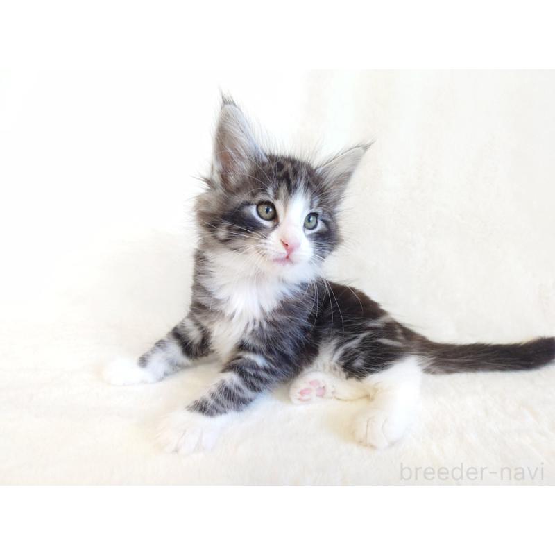 商談中の東京都のノルウェージャンフォレストキャット-130924の7枚目