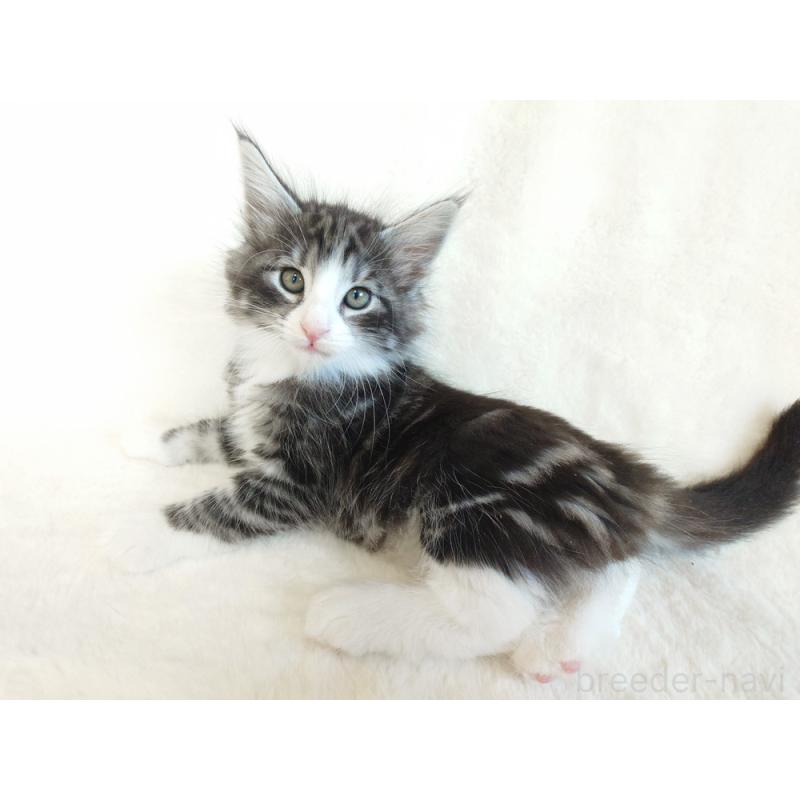 商談中の東京都のノルウェージャンフォレストキャット-130924の5枚目