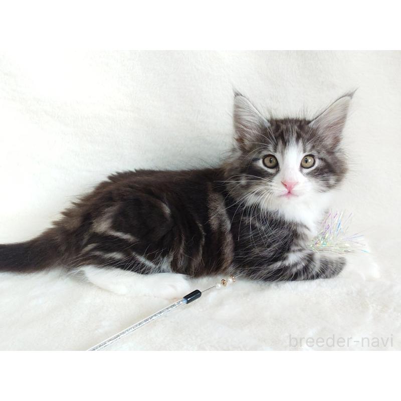 商談中の東京都のノルウェージャンフォレストキャット-130924の4枚目