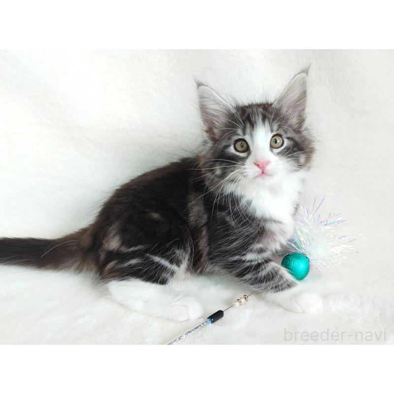 商談中の東京都のノルウェージャンフォレストキャット-130924の3枚目