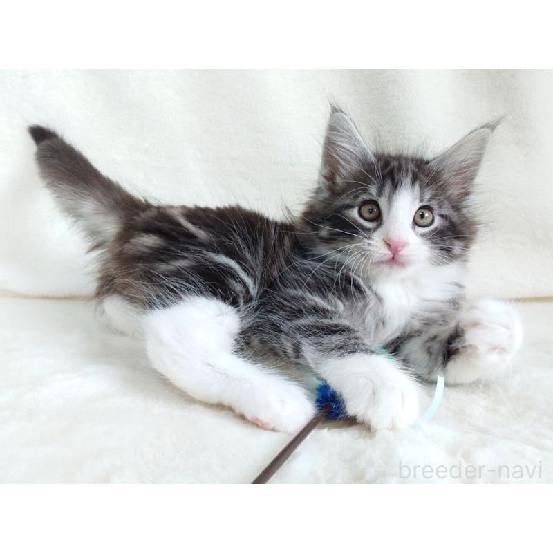 商談中の東京都のノルウェージャンフォレストキャット-130924の2枚目