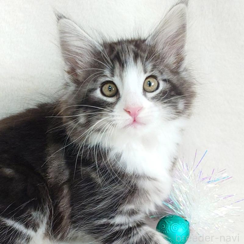 商談中の東京都のノルウェージャンフォレストキャット-130924