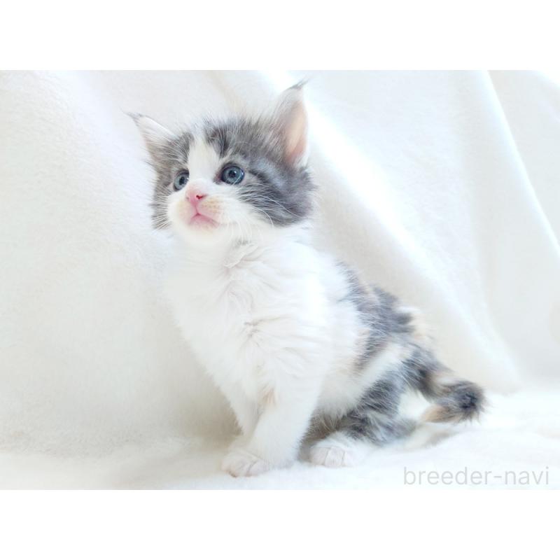 商談中の東京都のノルウェージャンフォレストキャット-130928の8枚目