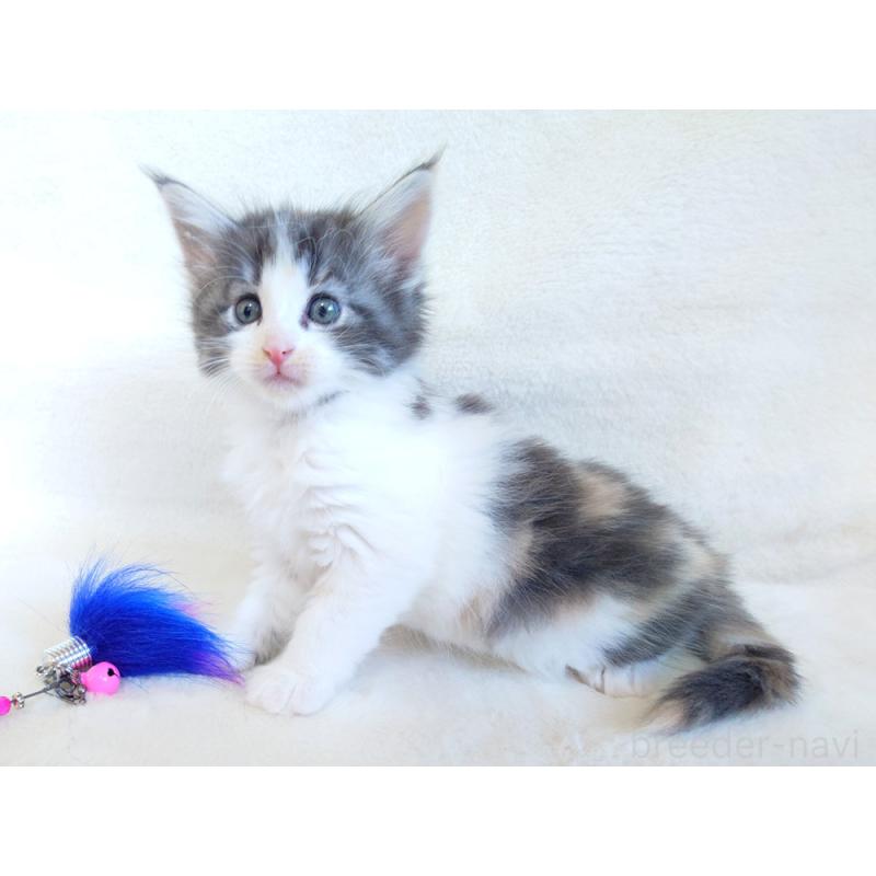 商談中の東京都のノルウェージャンフォレストキャット-130928の7枚目