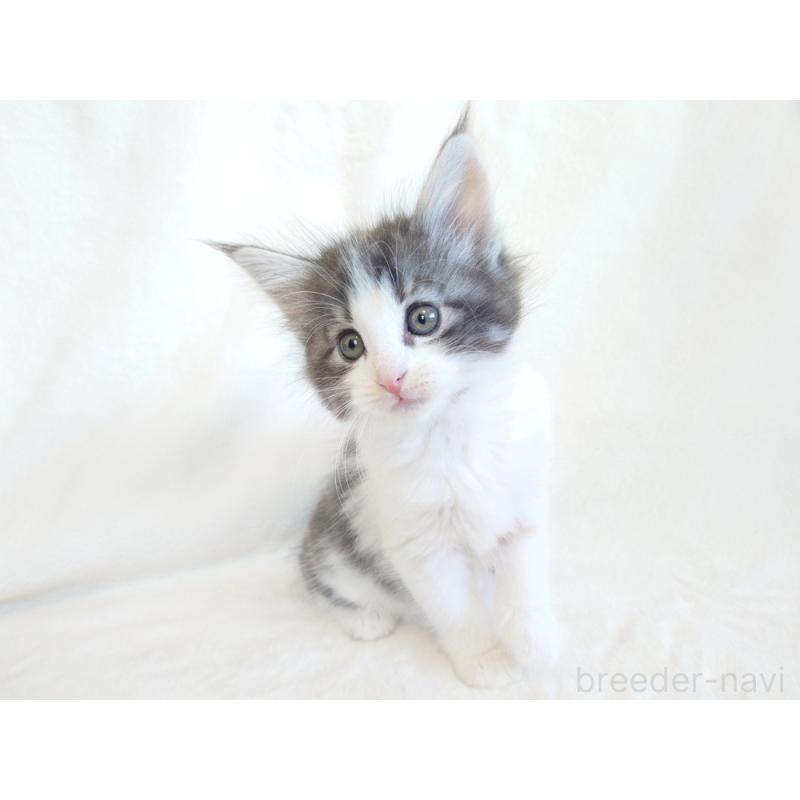 商談中の東京都のノルウェージャンフォレストキャット-130928の6枚目