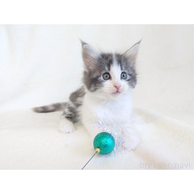 商談中の東京都のノルウェージャンフォレストキャット-130928の5枚目