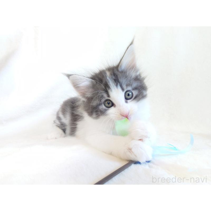 商談中の東京都のノルウェージャンフォレストキャット-130928の4枚目