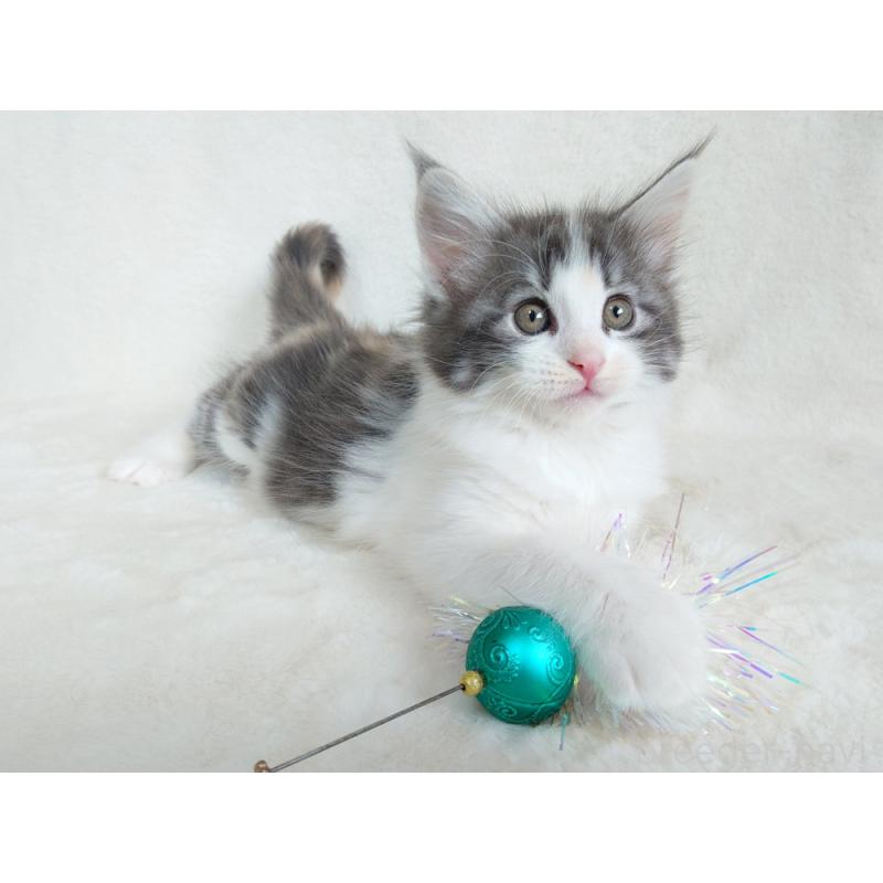 商談中の東京都のノルウェージャンフォレストキャット-130928の3枚目