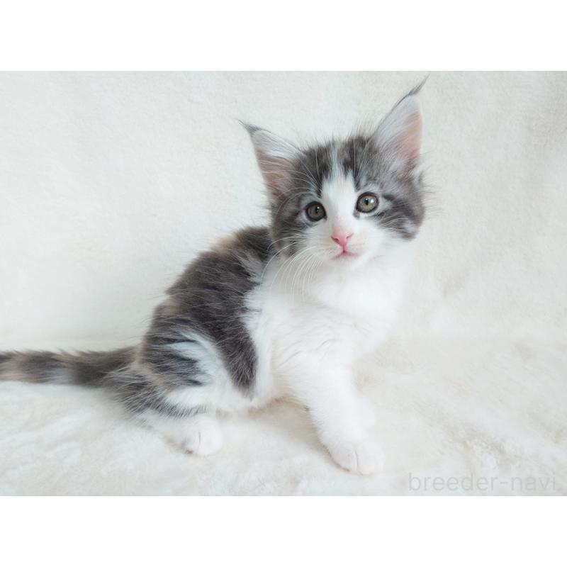 商談中の東京都のノルウェージャンフォレストキャット-130928の2枚目