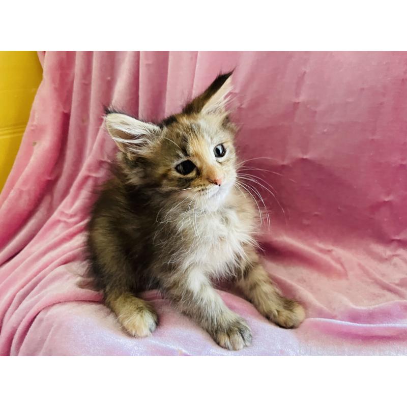 販売中の京都府のメインクーン-132566の4枚目