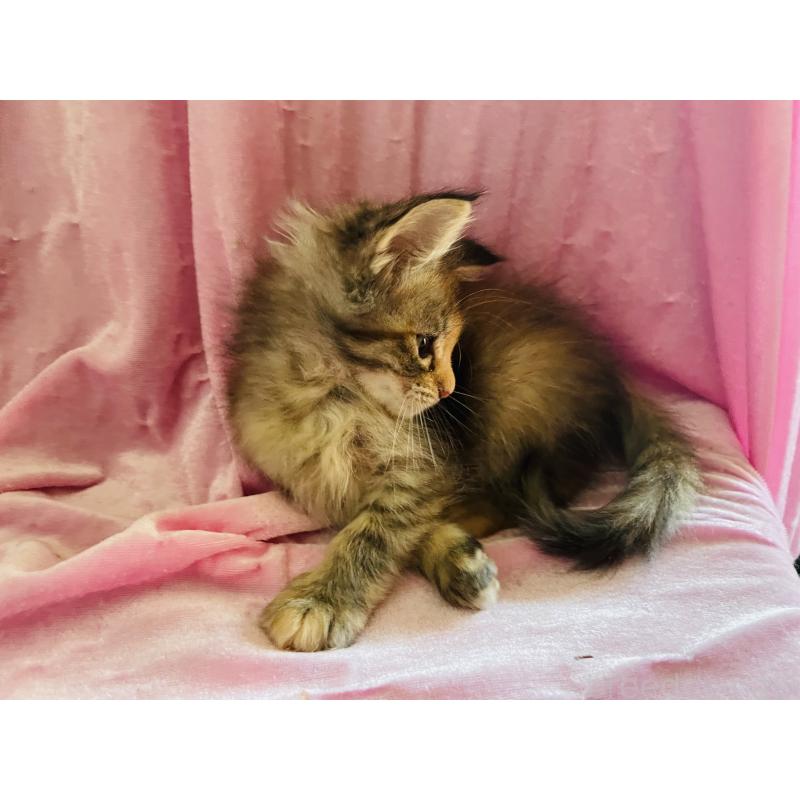 販売中の京都府のメインクーン-132566の3枚目