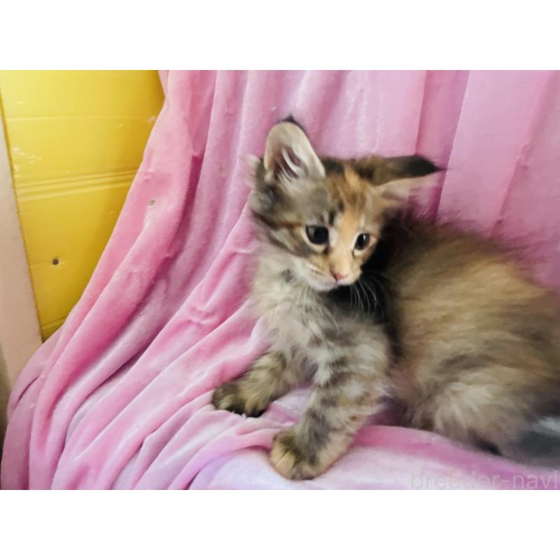 販売中の京都府のメインクーン-132566の2枚目