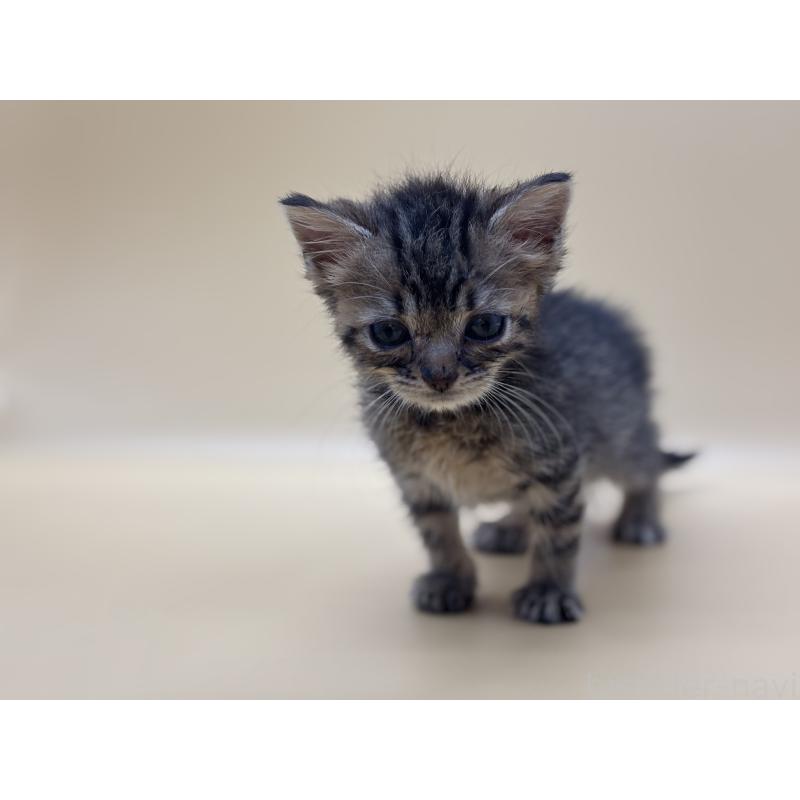 販売中の埼玉県のマンチカン-132567の8枚目