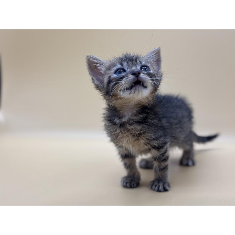 販売中の埼玉県のマンチカン-132567の7枚目