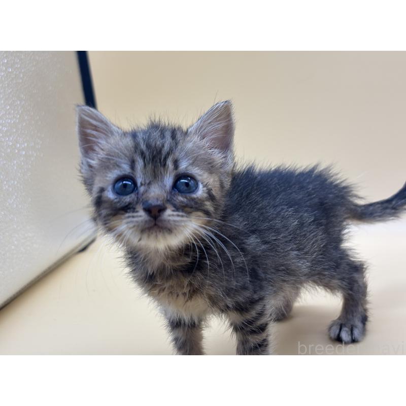 販売中の埼玉県のマンチカン-132567の6枚目