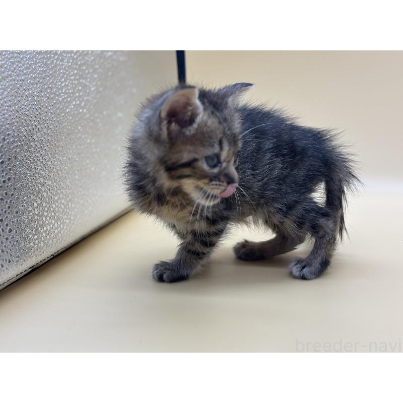 販売中の埼玉県のマンチカン-132567の5枚目