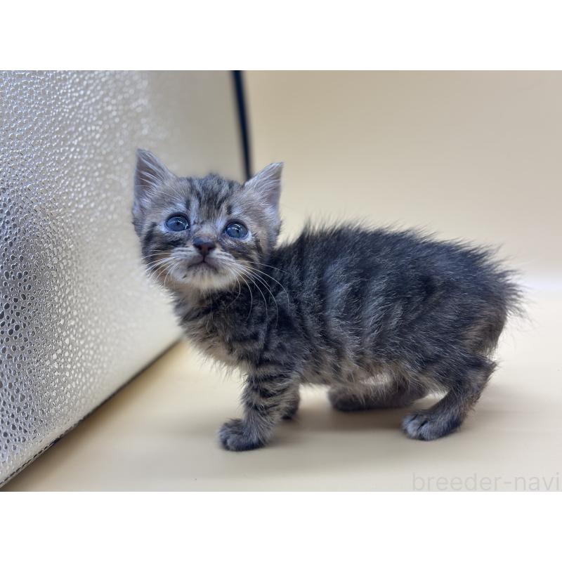 販売中の埼玉県のマンチカン-132567の4枚目