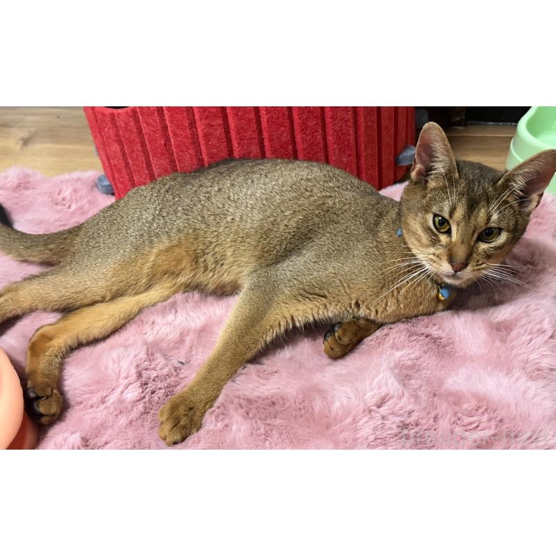 販売中の埼玉県のアビシニアン-132401の5枚目