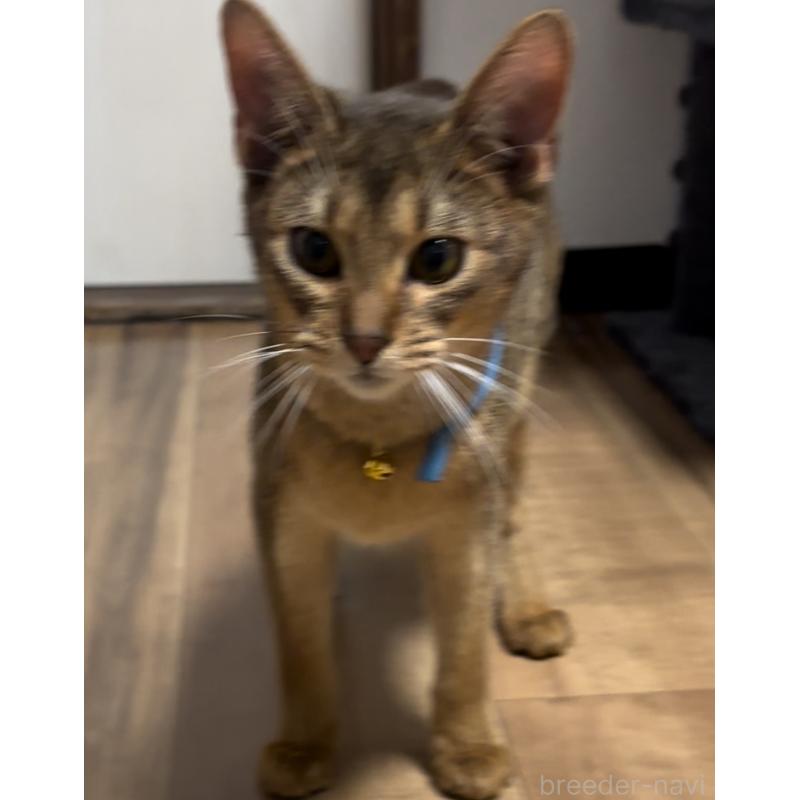 販売中の埼玉県のアビシニアン-132401の3枚目