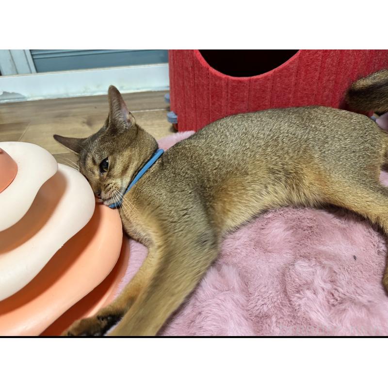 販売中の埼玉県のアビシニアン-132401の2枚目