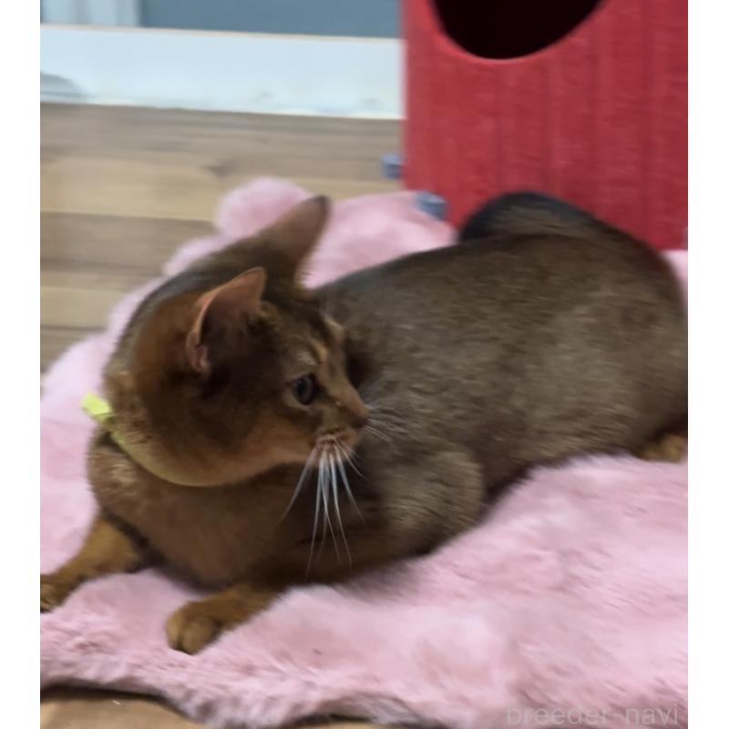 販売中の埼玉県のアビシニアン-132402の5枚目