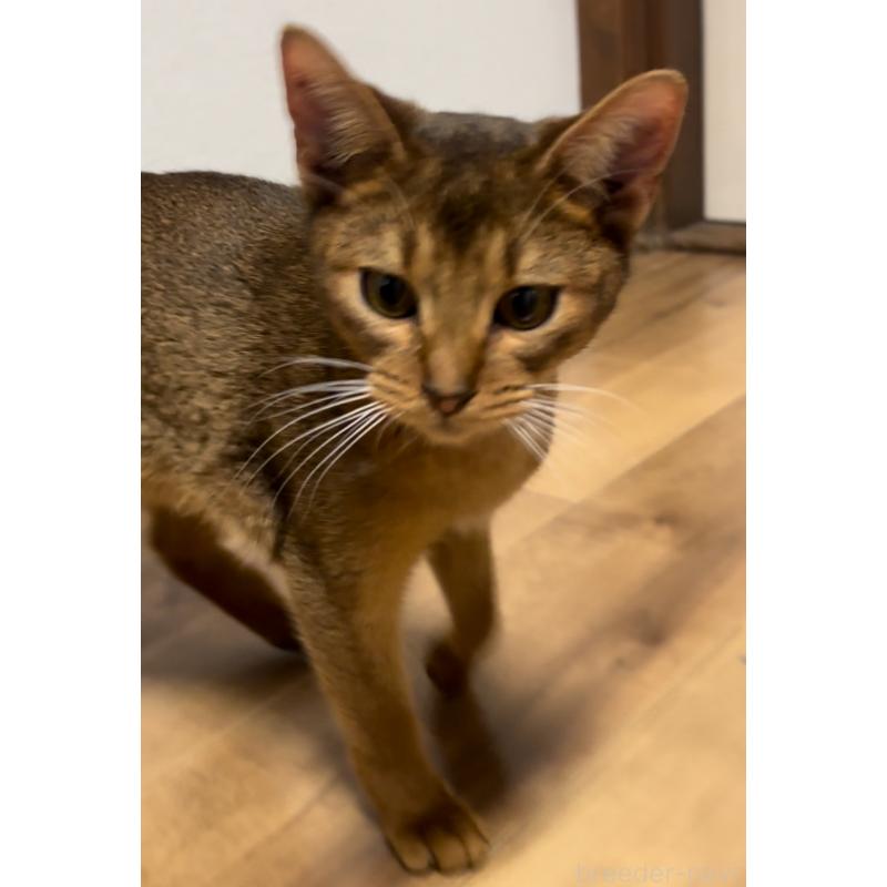 販売中の埼玉県のアビシニアン-132402の4枚目