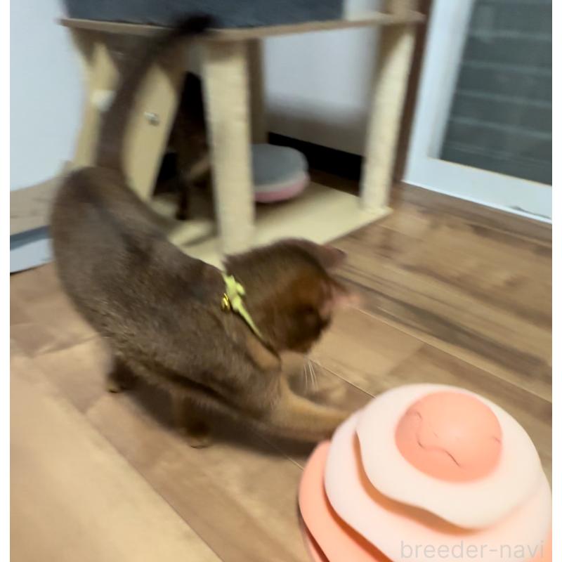 販売中の埼玉県のアビシニアン-132402の3枚目