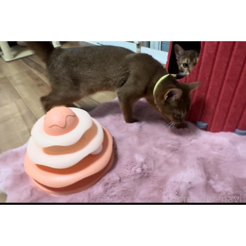 販売中の埼玉県のアビシニアン-132402の2枚目