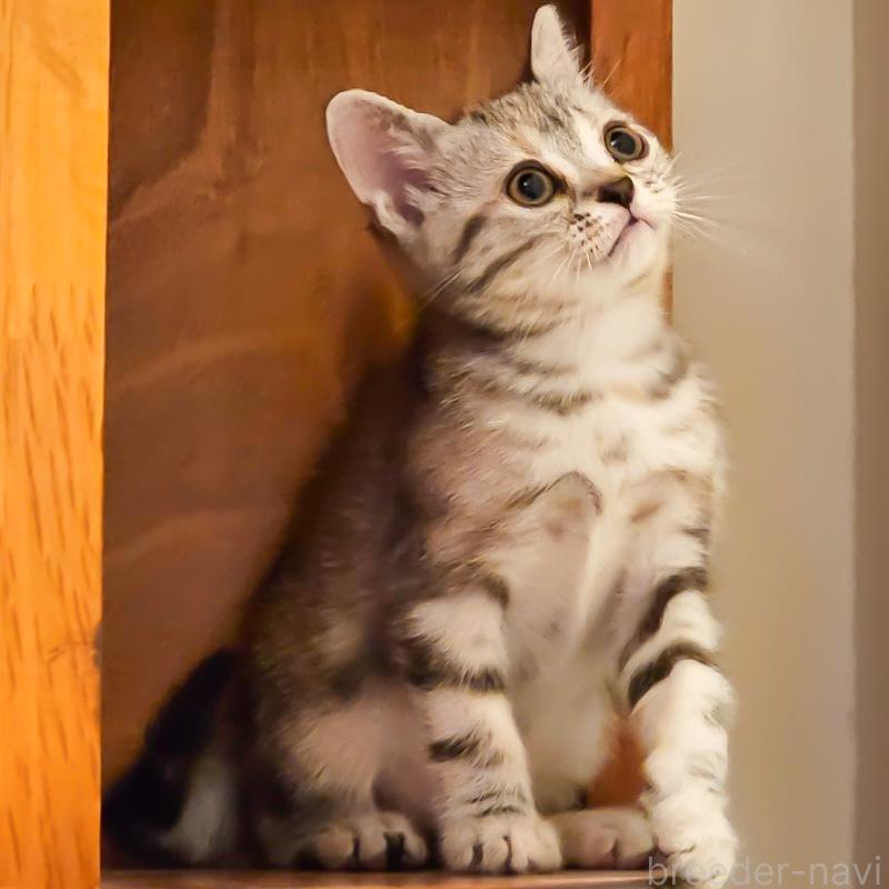 販売中の群馬県のアメリカンショートヘア-130240の18枚目