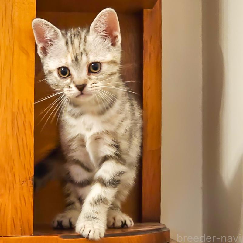 販売中の群馬県のアメリカンショートヘア-130240の17枚目